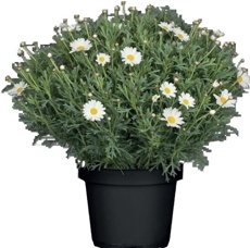 Kopretinovec drevnatý (Argyranthemum frutescens) biely