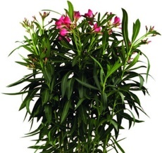 Oleander obyčajný červený (Nerium oleandr)