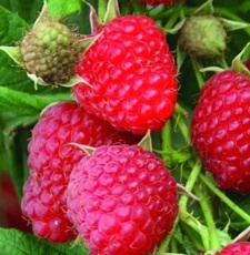 Ostružník maliník - Malina obyčajná (Rubus idaeus)