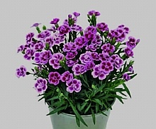 KLINČEK (DIANTHUS) "PINK KISSES"