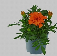 AKSAMIETNICA ROZLOŽITÁ (TAGETES PATULA)