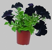 PETÚNIA (PETUNIA)