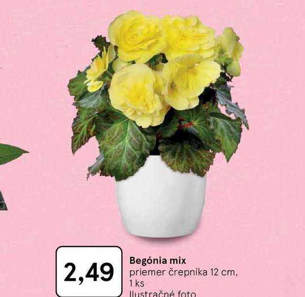 Begónia mix priemer črepníka 12 cm 1 ks