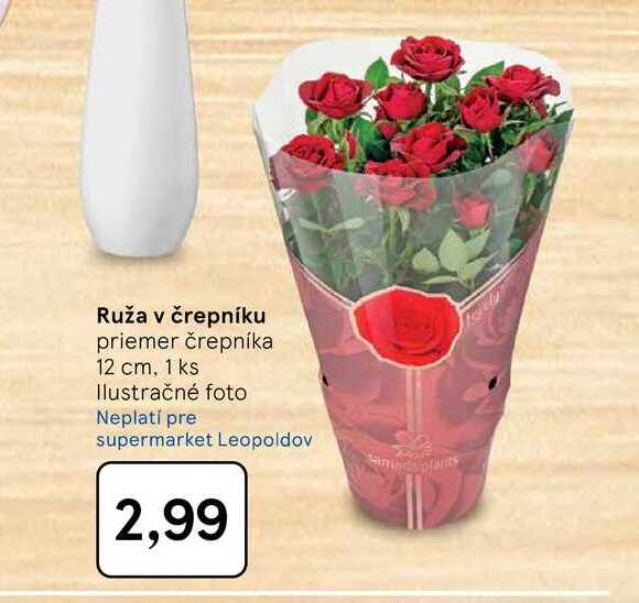 Ruža v črepníku priemer črepníka 12 cm, 1 ks