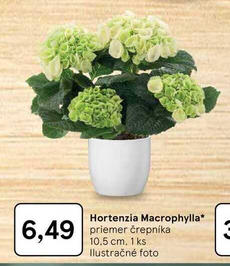 Hortenzia Macrophylla priemer črepníka 10,5 cm, 1 ks