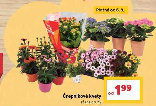 Črepníkové kvety rôzne druhy