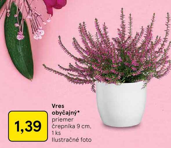Vres obyčajný priemer črepníka 9 cm 1 ks