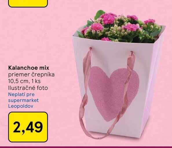 Kalanchoe mix priemer črepníka 10,5 cm, 1 ks
