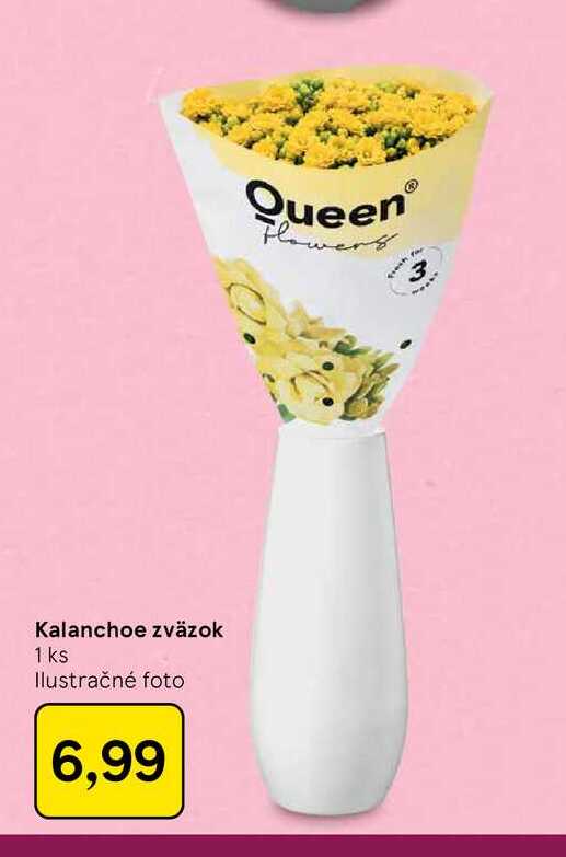 Kalanchoe zväzok 1 ks