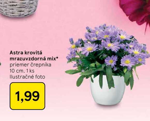 Astra krovitá mrazuvzdorná mix priemer črepníka 10 cm, 1 ks