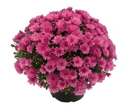 CHRYZANTÉMA ZÁHRADNÁ (CHRYSANTHEMUM MULTIFLORA)