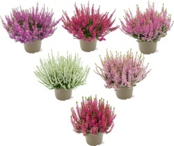 VRES OBYČAJNÝ (CALLUNA VULGARIS) "GARDEN GIRLS"