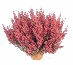 VRESOVEC KAPSKÝ (ERICA GRACILIS)