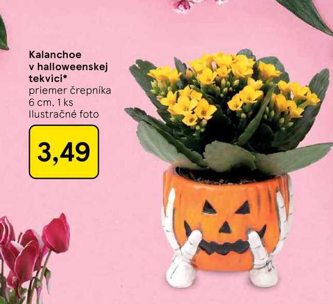 Kalanchoe v halloweenskej tekvici priemer črepníka 6 cm, 1 ks