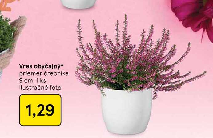 Vres obyčajný priemer črepníka 9 cm, 1 ks 