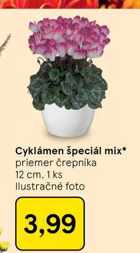 Cyklámen špeciál mix priemer črepníka 12 cm, 1 ks