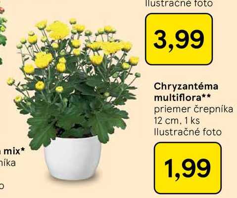 Chryzantéma multiflora priemer črepníka 12 cm, 1 ks